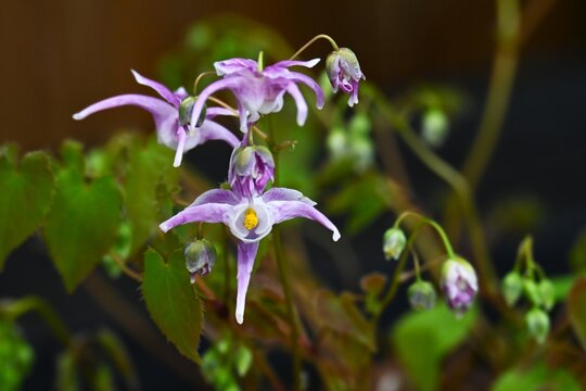 Barrenwort (Epimedium grandiflorum) flowers. Berberidaceae perennial. It produces anchor-shaped flowers that hang downwards in spring.