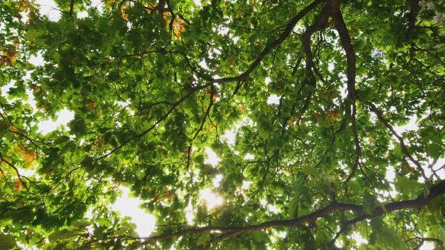 Dappled sunlight filters through dense green leaves. Branches stretch wide, forming a natural canopy. Leaves rustle gently in a soft breeze. Sunlight glints through gaps in the leafy cover