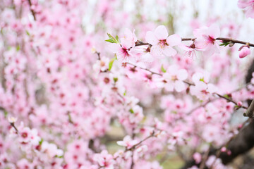 Fototapeta premium floral background of blooming almond, sunny day