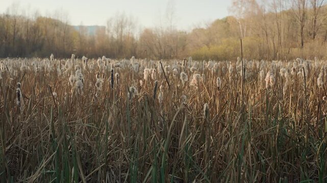 Autumn marsh field with cattails swaying in pale afternoon light, dried seedheads and brown grasses stretching to distant tree line, quiet rural wetland atmosphere with muted golden tones and gentle