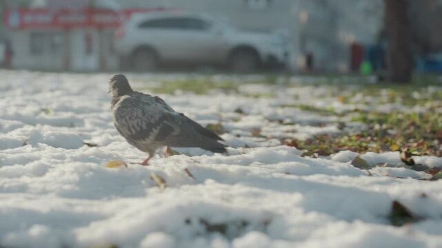 Snowy park pigeon foraging, cautious snatcher pecks through melting snow and fallen leaves, cinematic closeup reveals feather texture and beak, distant cars and benches blur into soft bokeh, chilly