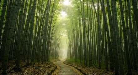 Fototapeta premium A winding path through a tall, dense bamboo forest with sunlight filtering through the canopy.