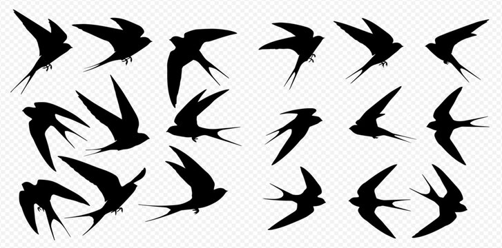 Set of black swallow bird silhouettes in various flying poses on a transparent background.