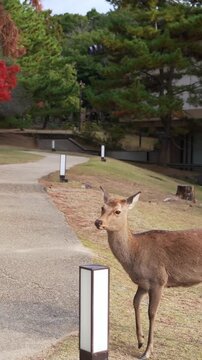 Scenic autumn park with deer and traveler in Japan