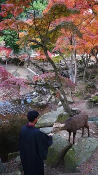 Man feeding deer in autumn park in Japan