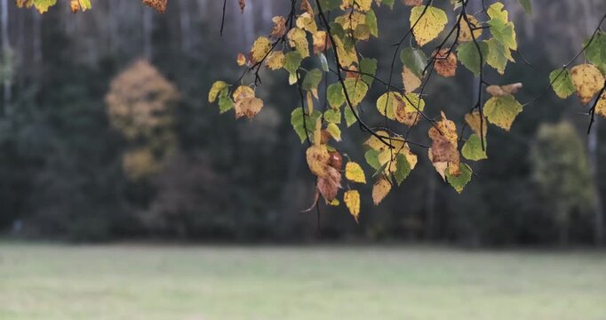 Autumn leaves sway gently in a soft breeze. Branches frame a blurred meadow and distant trees. Colors blend softly, creating a peaceful, seasonal scene