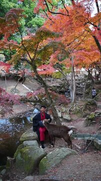 Traveler interacting with wild sika deer beneath autumn maple trees in Nara Park, Japan