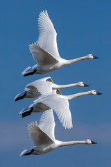 Obraz premium Four elegant white swans soar gracefully in synchronized flight against a clear, vibrant blue sky, their wings spread wide, highlighting powerful, serene movement and natural beauty 