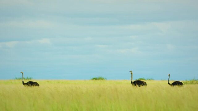 A family of common ostrich (Struthio camelus), in long yellow grasses of Savanah of Botswana South Africa. 