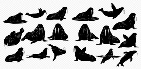 Collection of various walrus and seal silhouettes in different poses, showcasing marine mammal diversity and arctic wildlife. © Akun