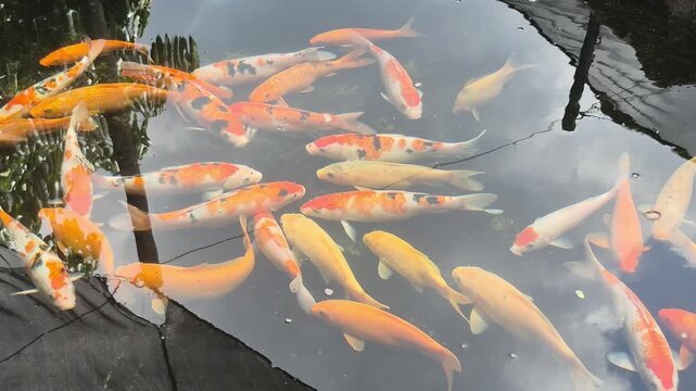 a group of Koi fish (Cyprinus rubrofuscus) in a pond. The economic value of this fish is determined by the beauty of the color on its back, body shape, and health status.