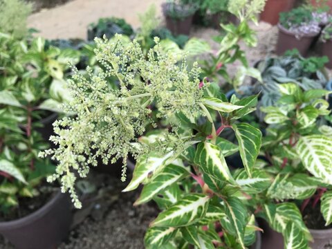 Iresine herbstii (Bloodleaf Plant) with Vibrant Red Veins &ndash; Tropical Foliage Close-Up. Bloodleaf blossom.