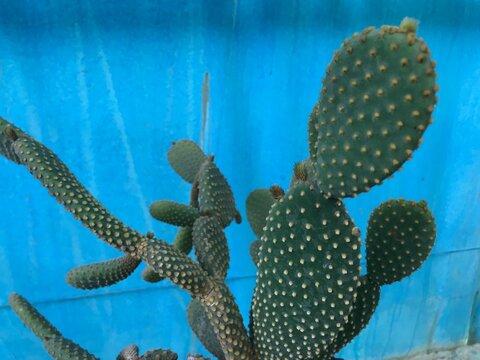 Opuntia microdasys. Bunny Ears Cactus isolated.  Bunny Cactus. Angel's-wings. Polka-dot Cactus close up.