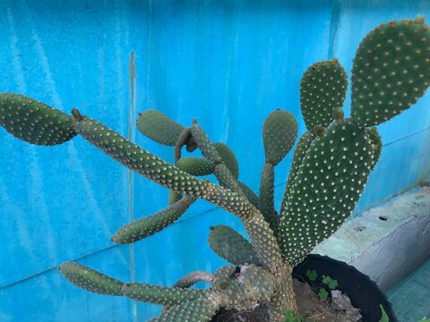 Opuntia microdasys. Bunny Ears Cactus isolated.  Bunny Cactus. Angel's-wings. Polka-dot Cactus close up.