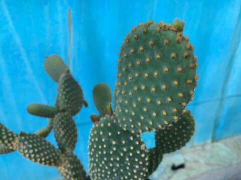 Opuntia microdasys. Bunny Ears Cactus isolated.  Bunny Cactus. Angel's-wings. Polka-dot Cactus close up.