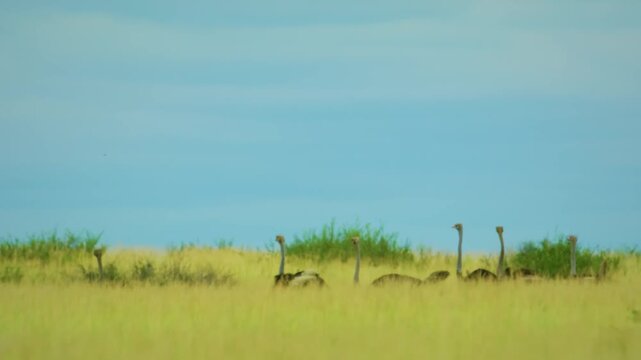 A family of common ostriches (Struthio camelus) moving towards the river in african safari, wildlife concept. 