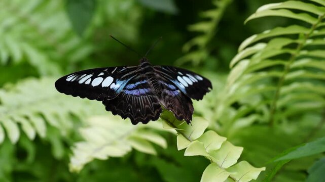 Close-up of Clipper Butterfly Resting on Fern Leaf, Tropical Garden, 4K