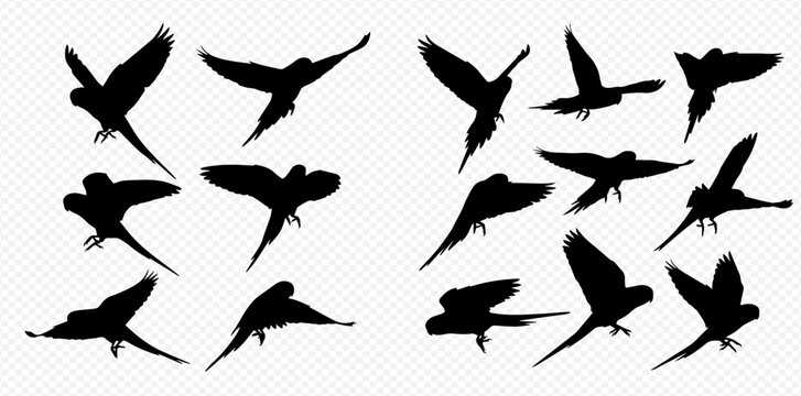 Set of flying parrot silhouettes in various dynamic poses on a transparent background.