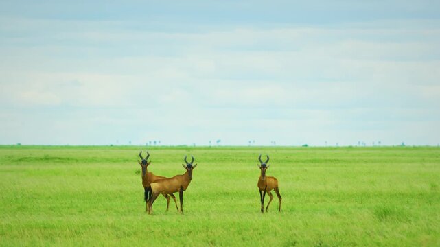 Three red hartebeests (Alcelaphus buselaphus caama) looking at the camera, Savanah, Botswana, South Africa. 