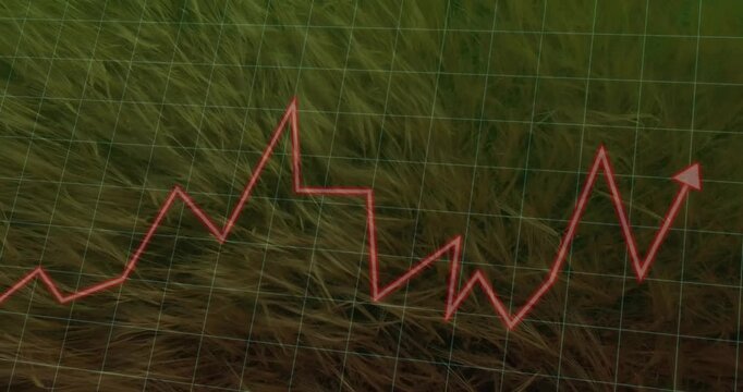 After grid over grass appearing, red jagged line rising and oscillating upward showing growth trend