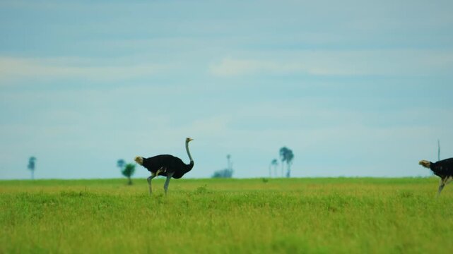 Rare footage of Common ostriches (Struthio camelus) birds walking in a row, a unique pattern, wildlife concept, afrcian wildlife safari. 