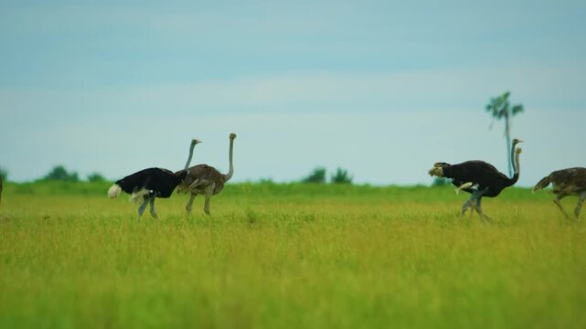 A family of common ostriches (Struthio camelus) moving towards the river in african safari, wildlife concept. 