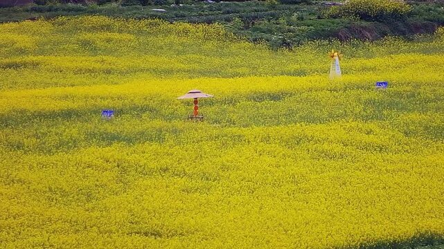 A high-resolution aerial top-down view of an endless sea of blooming yellow rapeseed flowers, forming intricate textures. Stable morning light.