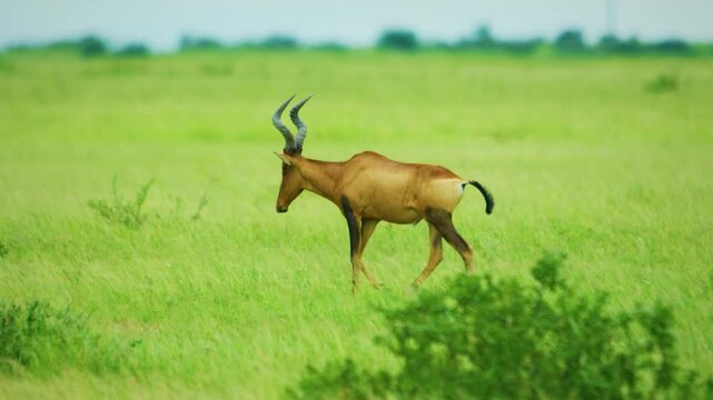 Wide Shot Of Majestic Red Hartebeest Walking In The Bush Of Central Kalahari National Park, Southern Africa. 