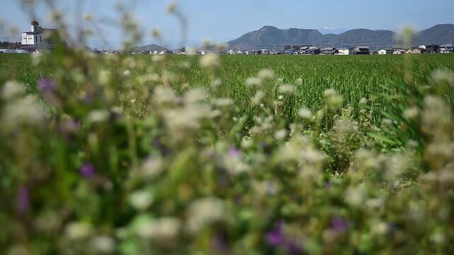 八幡山を背景に走るEF210牽引の貨物列車（東海道本線 安土 - 近江八幡, 2026年3月）