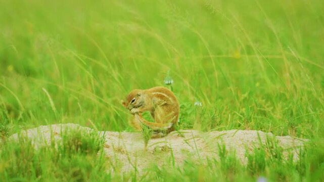 A Cape ground squirrel (Geosciurus inauris) or Xerus Preening or scratching his fur, Central Kalahari National Park, Africa. 