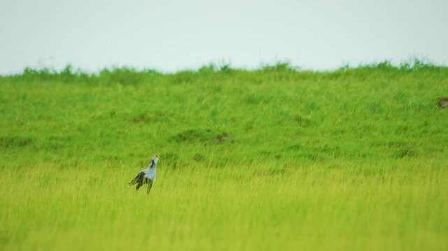 Secretary bird strolling through grassfield of african savanna on hot sunny day. Magnifficent black and white big bird with long legs walking around tall grass looking for food.
