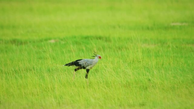 Secretary bird strolling through grassfield of african savanna on hot sunny day. Magnifficent black and white big bird with long legs walking around tall grass looking for food.