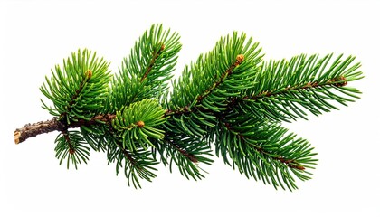 Obraz premium Close-up of a vibrant evergreen branch featuring sharp needles against a clean white backdrop