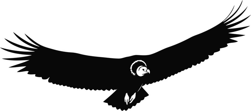 Black silhouette of a flying vulture for wildlife design projects