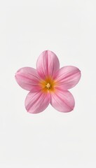 Obraz premium Pink Five-Petal Flower Isolated on White Background
