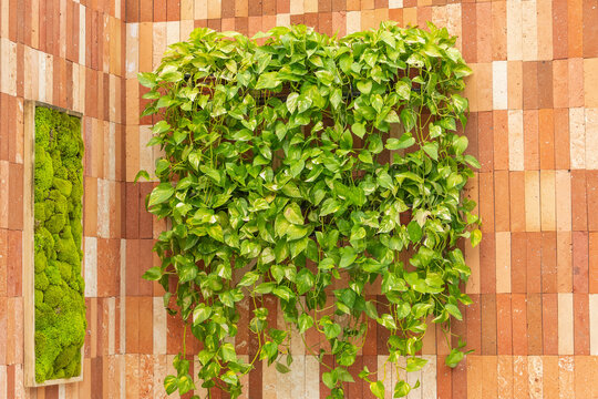 Epipremnum aureum ivy decorated on brick wall