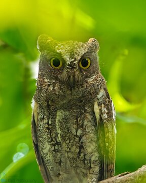 A cute collared scops owl is staring intensely with big yellow eyes in a vibrant green setting.