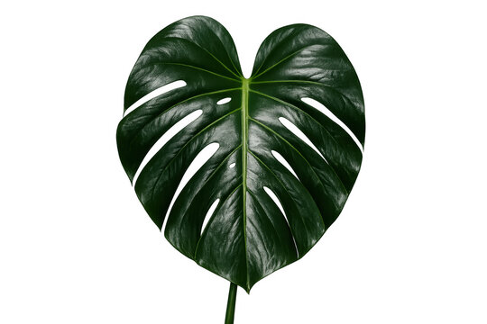 Monstera deliciosa tropical leaf on transparent background