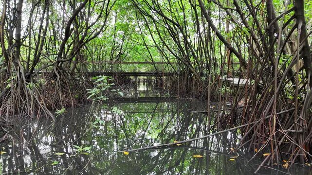A serene view of a lush mangrove forest with dense tangled roots reflecting perfectly on the calm, dark swamp water under a canopy of vibrant green leaves in a tropical coastal ecosystem.