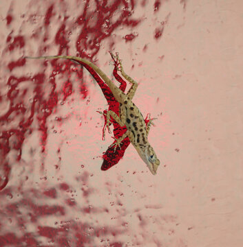 Brown Anole Lizard (Anolis sagrei) Climbing Vibrant Red Textured Wall with Dramatic Shadow &ndash; Macro Reptile Close-Up
