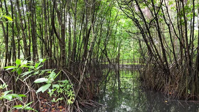 A serene view of a lush mangrove forest with dense tangled roots reflecting perfectly on the calm, dark swamp water under a canopy of vibrant green leaves in a tropical coastal ecosystem.