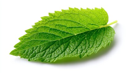 Obraz premium Close up macro shot of a fresh green mint leaf with water droplets on a white