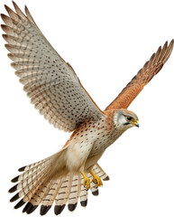 Fototapeta premium A fierce kestrel falcon strikes with golden talons and wide spotted brown wings.