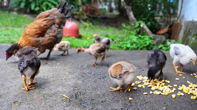 Mother hen and chicks pecking corn outdoors