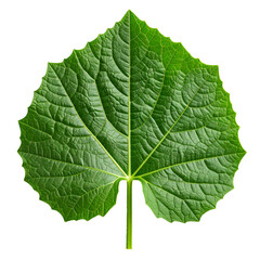 Obraz premium Vibrant green leaf with detailed venation and textured surface, fresh foliage isolated on transparent background