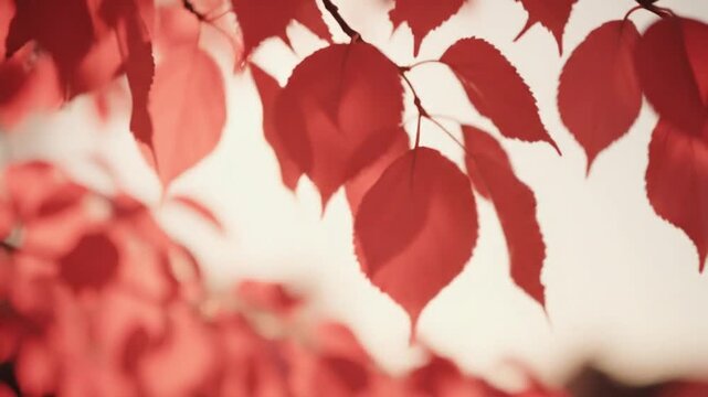 Close-up of vibrant red leaves with dappled sunlight creating abstract patterns, nature background.