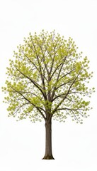 Obraz premium Large Green Tree Illustration with White Background for Design Use