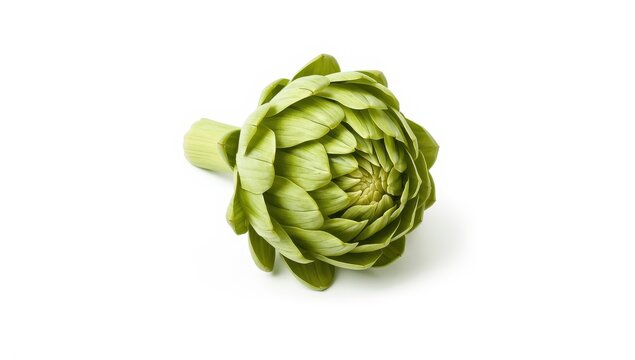 Fresh artichoke against a white backdrop