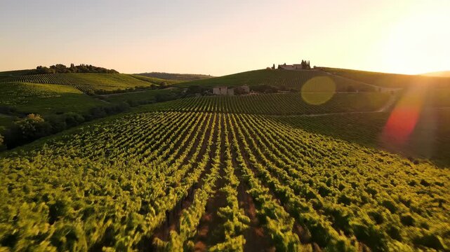 Aerial drone footage of a vast vineyard at sunset in Tuscany.