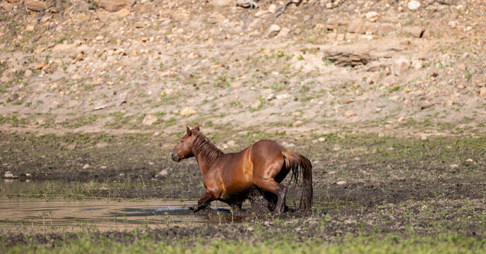 Chestnut wild horse stallion wading in the muddy water of Black Canyon Lake in the Apache Sitgreaves National Forest near Heber Arizona United States